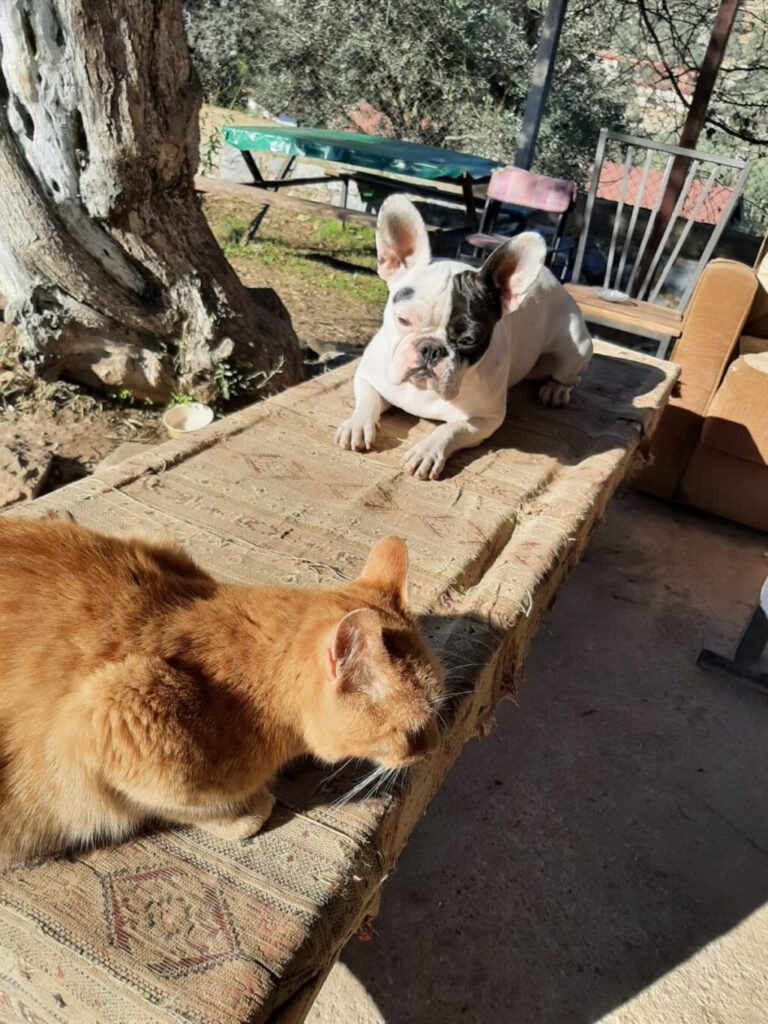 日向ぼっこをしているフレンチブルドッグと猫
